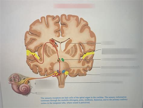 Auditory Pathways Diagram Quizlet