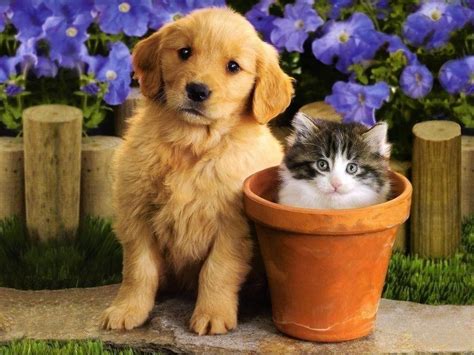 People share funny kitten pictures with their friends to make them smile and get adorable. Puppies And Kittens Wallpapers - Wallpaper Cave