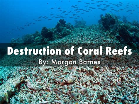 Destruction Of Coral Reefs By Mbarnes