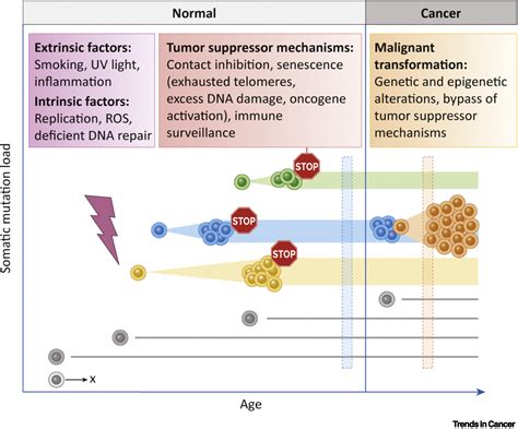 Cancer Associated Mutations But No Cancer Insights Into The Early