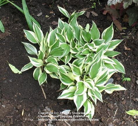Photo Of The Entire Plant Of Hosta Lakeside Zinger Posted By Violaann