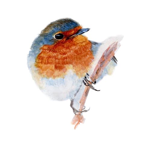 Robin Watercolor Isolated Bird On White Background Watercolor Hand