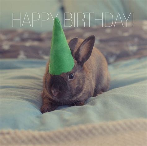 My Boyfriend Took This Picture Of Our Bunny For My Birthday Thought He