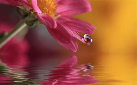 Wallpaper Lights Flowers Red Water Drops Yellow Blurred Blossom