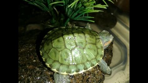 My Pet Turtle Youtube