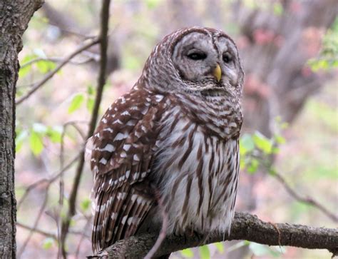 Barred Owl In A Tree Smithsonian Photo Contest Smithsonian Magazine