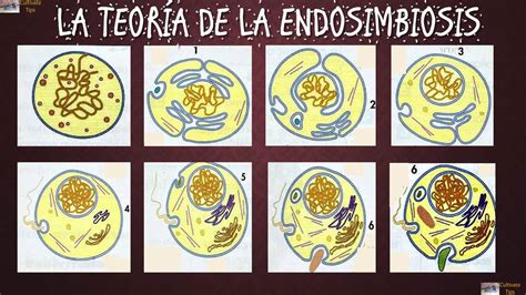 Origen Y Evolución Celular Teoría De La Endosimbiosis Biología Youtube