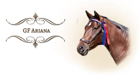 Gf Ariana Goodrich Andalusians