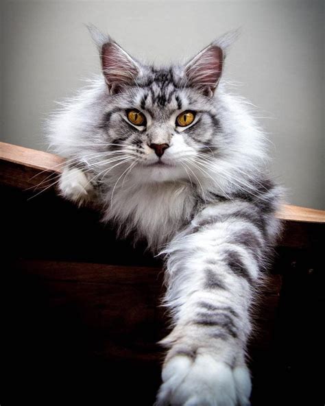 Pin On Maine Coon Cat