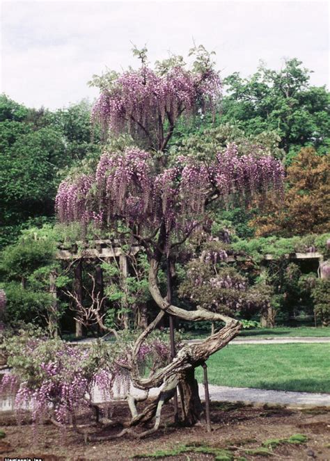 I've chosen mostly perennials, with a few shade loving annuals thrown in for good measure. Deer-Resistant Plants | HGTV
