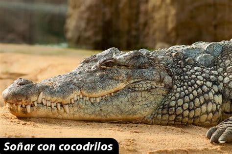 ¿qué significa soñar con un cocodrilo? ¿Qué significa soñar con cocodrilos | Cocodrilo del nilo ...