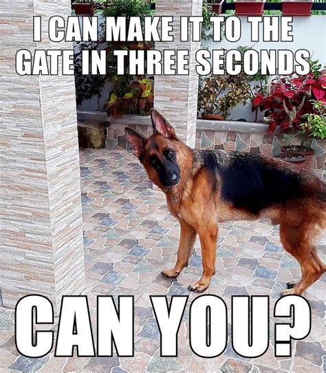 Funny Dog Memes Funny Animal Memes Funny Dogs Cute Dogs Funny