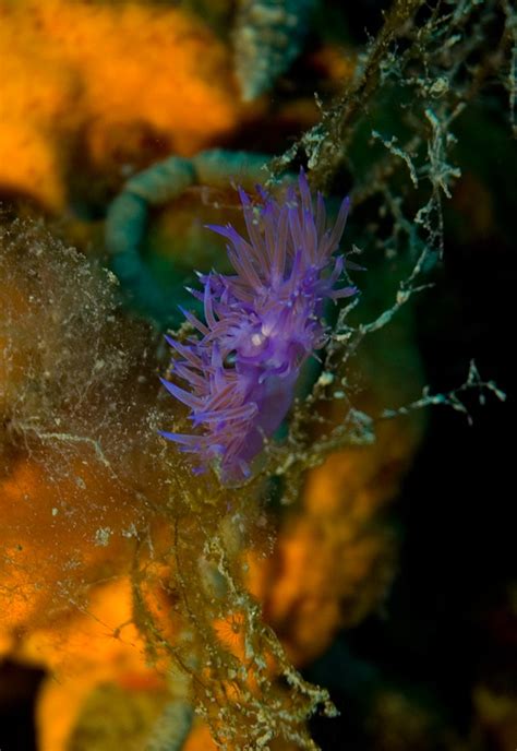 Colourful Nudibranchs From The Temperate Mediterranean