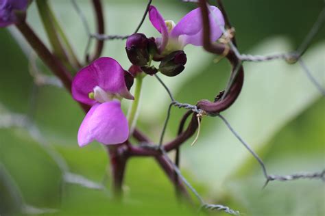 Purple Pole Bean Flower