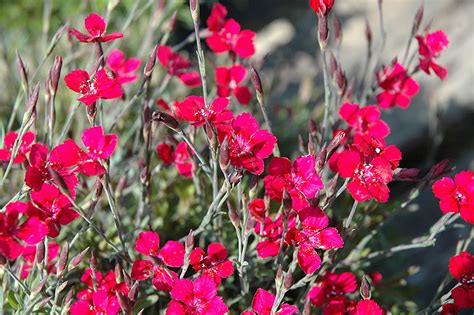 Brilliant Maiden Pinks Dianthus Deltoides Brilliant In Frankfort