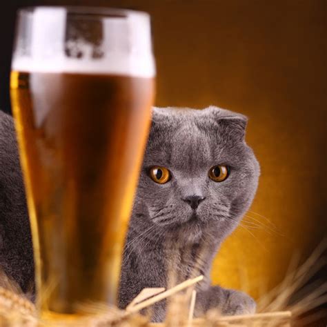 No Cats Should Never Drink Wine Or Beer Catster