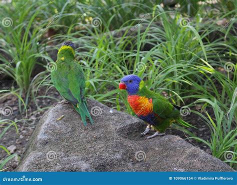 Rainbow Lorikeets Trichoglossus Moluccanus Sitting On A Stone Stock