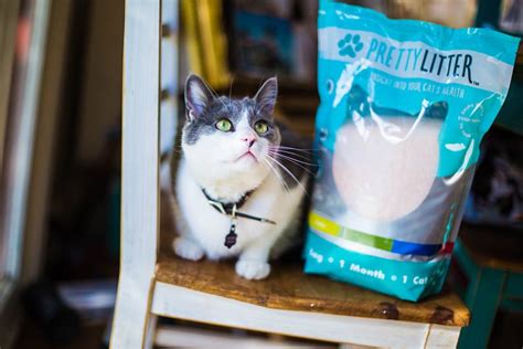 Dust Free Kitty Litter Monitors Your Cats Health Simplemost