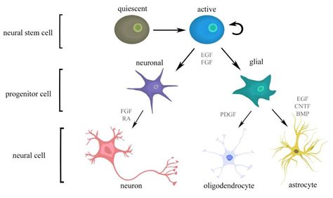 Cells Free Full Text Interaction Of Neural Stem Cells Nscs And