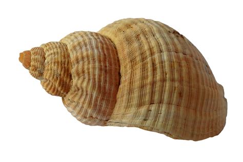 Download Free Photo Of Seashellclamoceansea Shells From