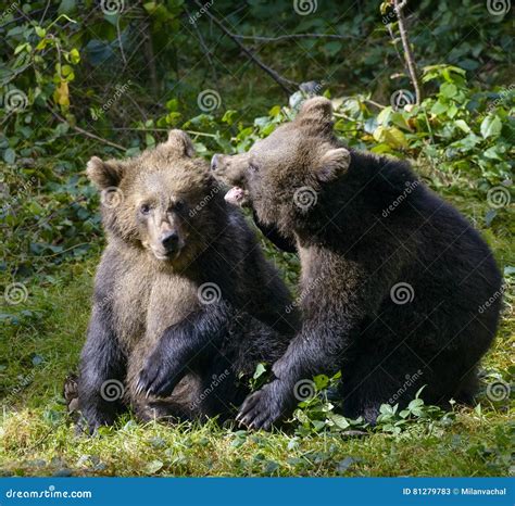 Two Brown Bear Cubs Play Fighting Stock Image Image Of Fauna Moments