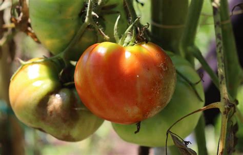 Planter Ses Tomates En Pots Artofit