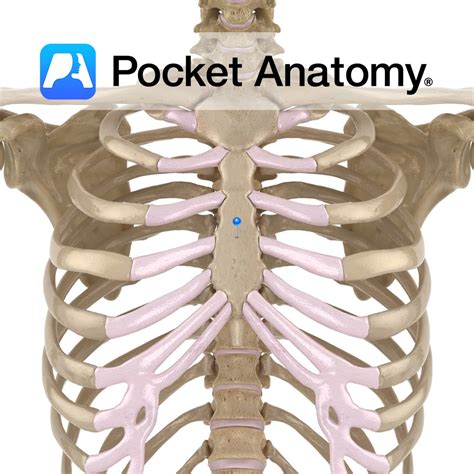 Sternum Body Pocket Anatomy