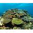 Shallow Reefs – Ningaloo