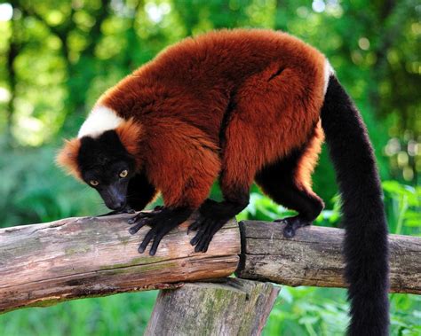 Lemur Foto And Bild Archiv A R C H I V Aktuell Affen Bilder Auf
