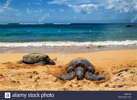 Close View Of Sea Turtles Resting On Laniakea Beach On A Sunny Day