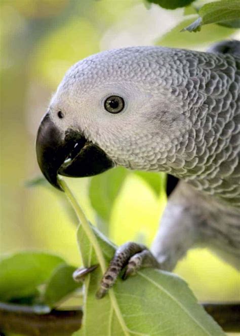 44 African Grey Parrot Facts Complete Guide Talkative Congo Grey