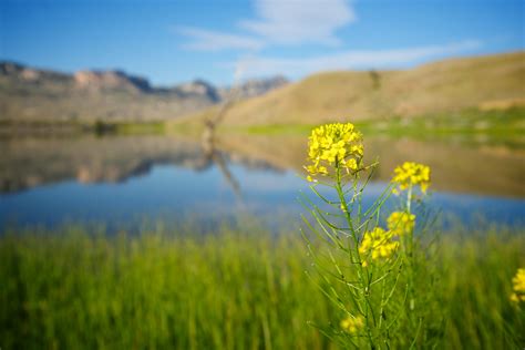 Yellow Wildflower Grows By Lake Free Stock Photo Public Domain Pictures