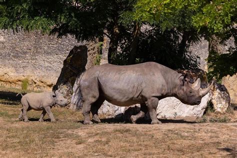 Exercer Un Métier En Lien Avec Les Animaux Les Bons Plans Du Bioparc