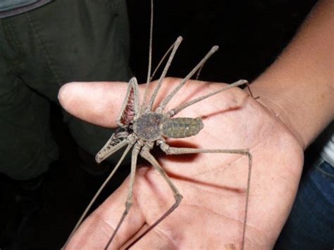 african cave spider spider bugs and insects insects