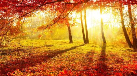 Autumn Morning Wallpapers Wallpaper Cave