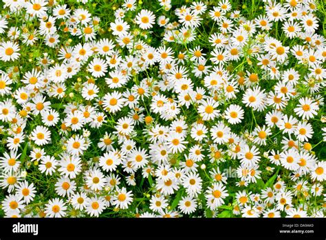 Camomile Daisy Meadow Background Stock Photo Alamy