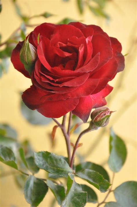 Most Beautiful Red Rose Flowers In The World Beautiful Rose Flowers