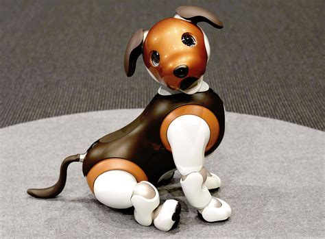 Robot Dogs Can Help Seniors Cope—especially During Covid Successdigest