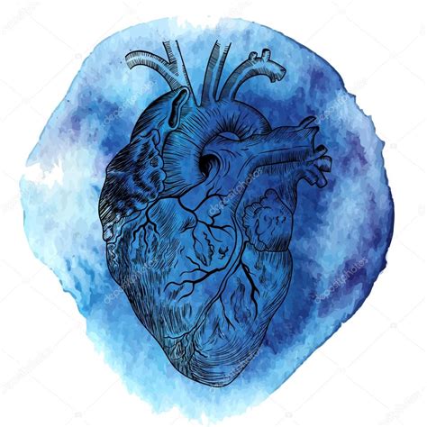 Bosquejo Del Corazón Humano Vector Gráfico Vectorial © Ipanki Imagen