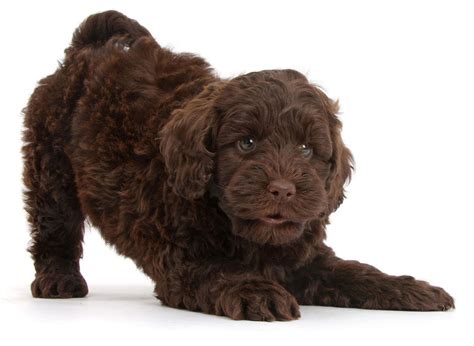 1 Labradoodle Puppies For Sale In Chicago Heights Il