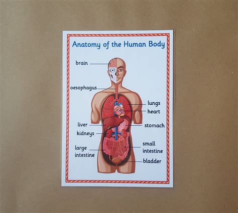 Anatomy Of The Human Body My Body Ks1 Ks2 Science Etsy Canada In 2022