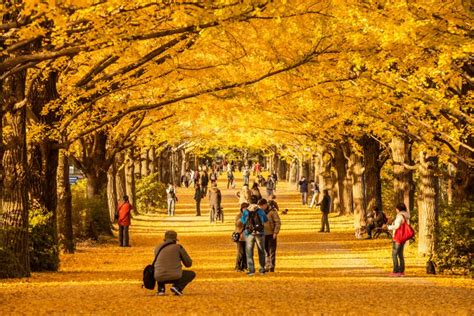 10 Best Places To See Autumn Leaves In Japan Jrailpass