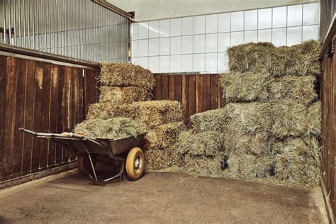 Finding The Best Hay For Horses The Horse Hub