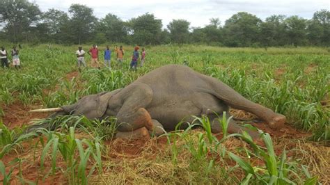 Man Kills Elephant To Protect His Crop Africa Geographic