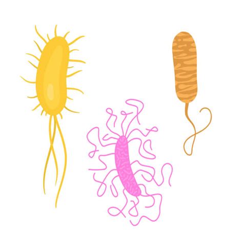 1000 Ecoli Bacteria Stock Illustrations Royalty Free Vector Graphics