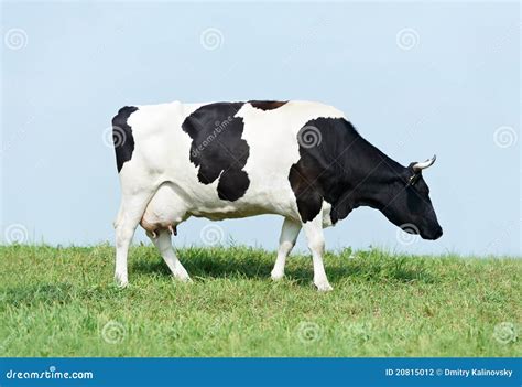 Vache Laitière Noire Blanche Sur Le Pâturage Dherbe Verte Photo Stock