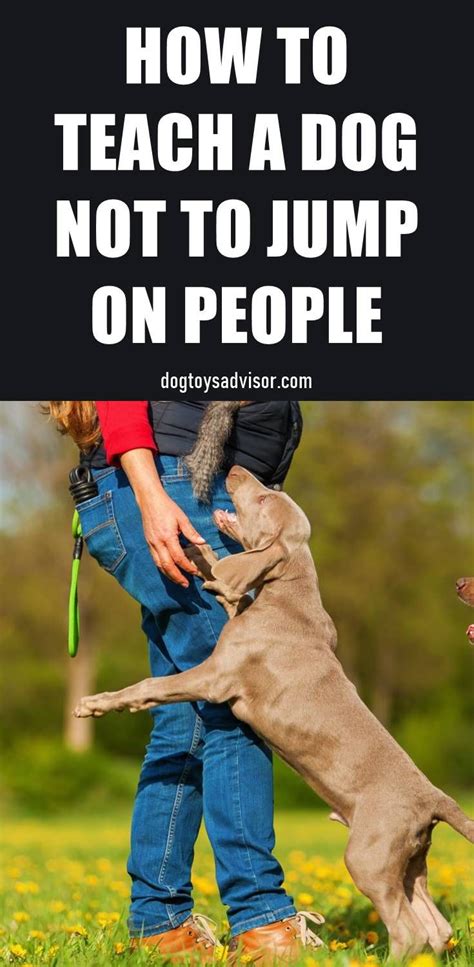 Get Your Dog To Stop Jumping In 5 Minutes In 2020 Dog Training Dog