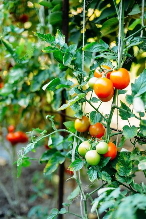 Vegetable Garden With Plants Of Red Tomatoes Ripe Tomatoes On A