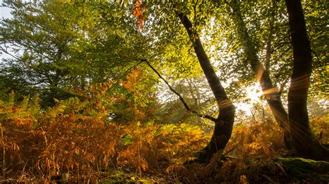 Photos Rays Of Light Autumn Nature Trees 1366x768