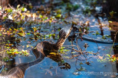 Cottonmouth Bjorn Grotting Photography